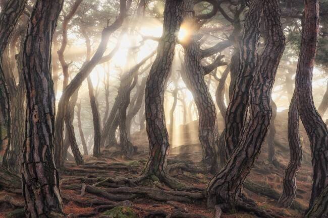 Old trees Tiger Seo