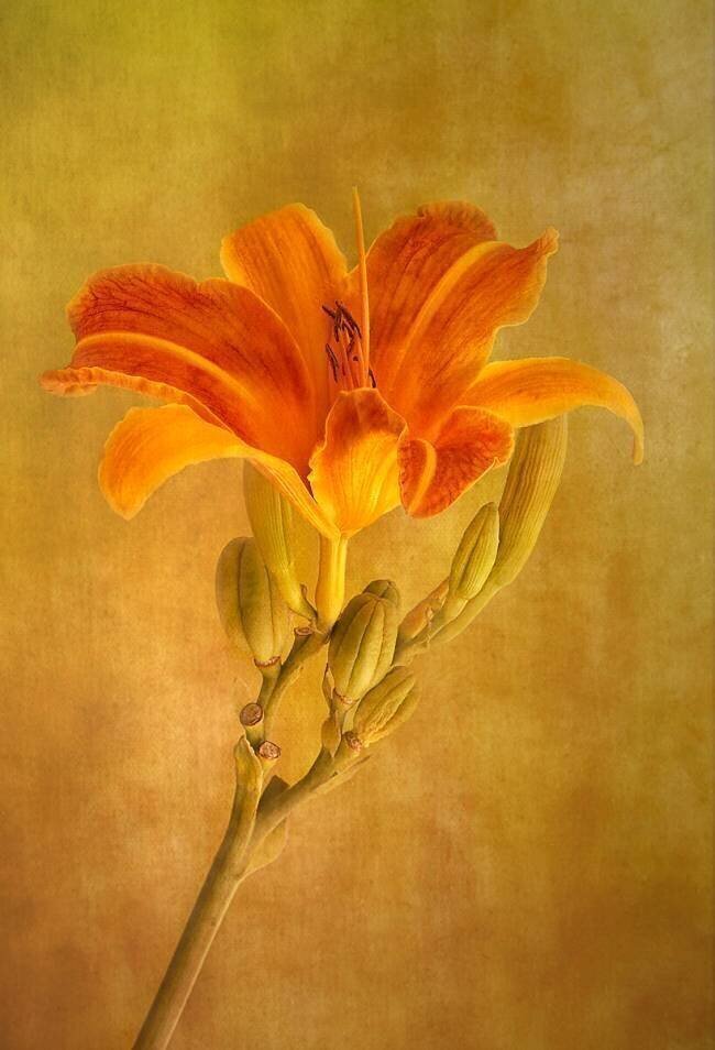 One day lily Liliane Lathouwers