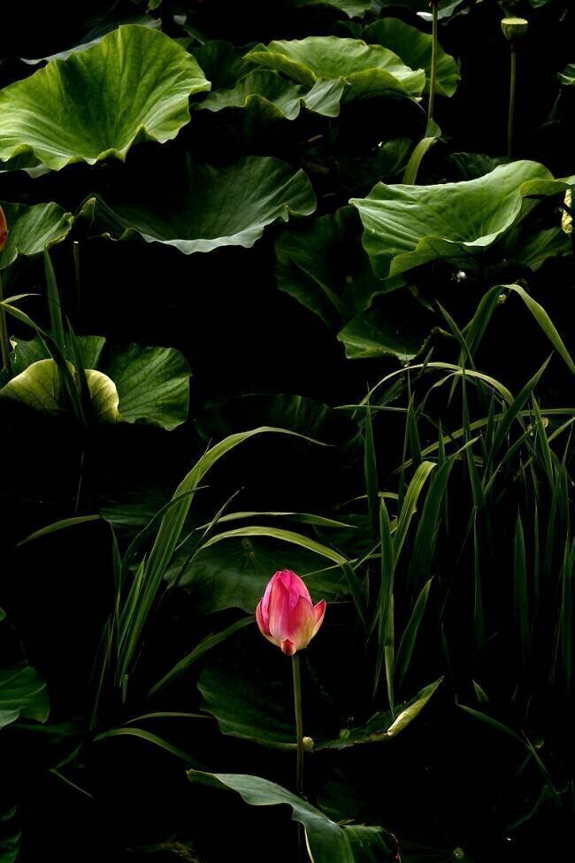 One point pink Makoto Nakatani