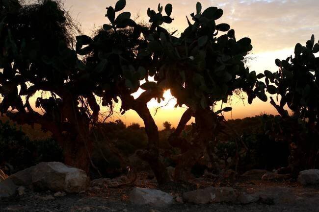 Opuntia Ficus Véronique Durruty