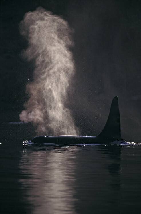 Orc breathing on the surface, Washington Brandon Cole