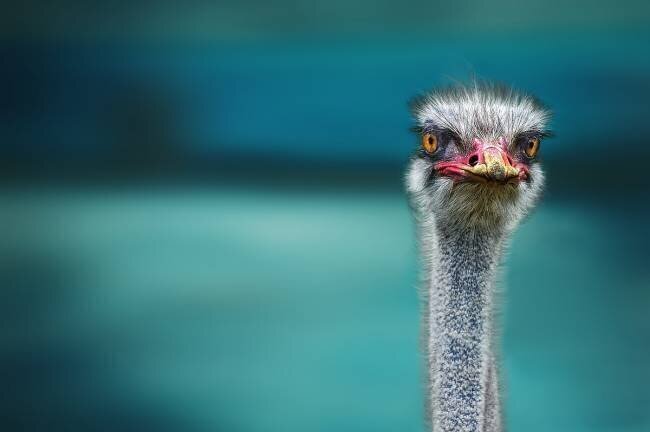 Ostrich Protecting two Poor Chicken from the Wind Piet Flour