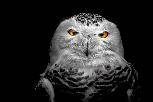 Owl Michael