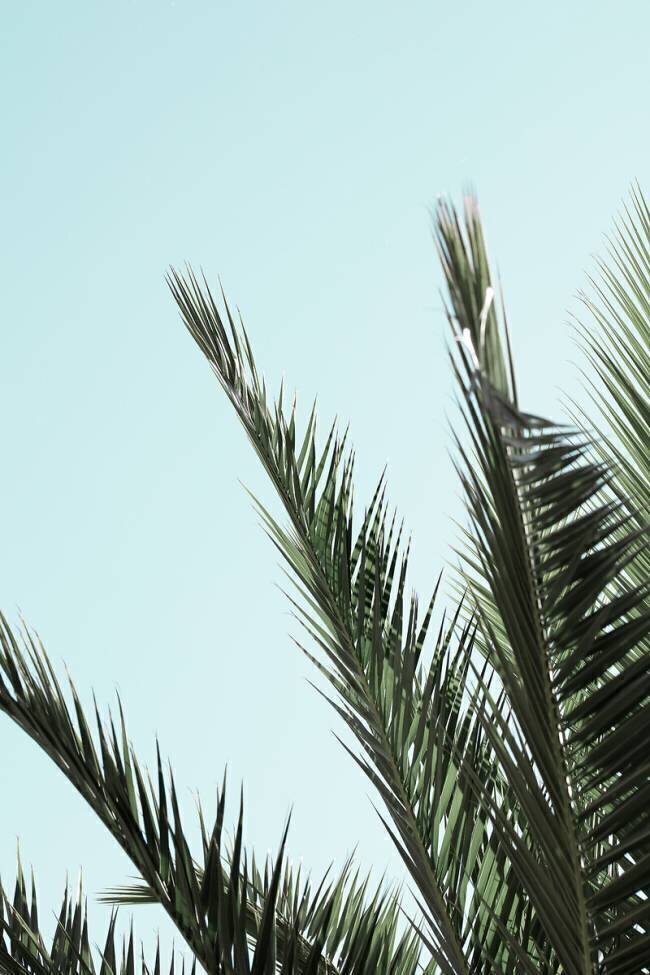Palm leaves and sky 2 1x Studio III