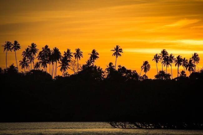 Palm Tree Alexis Toureau