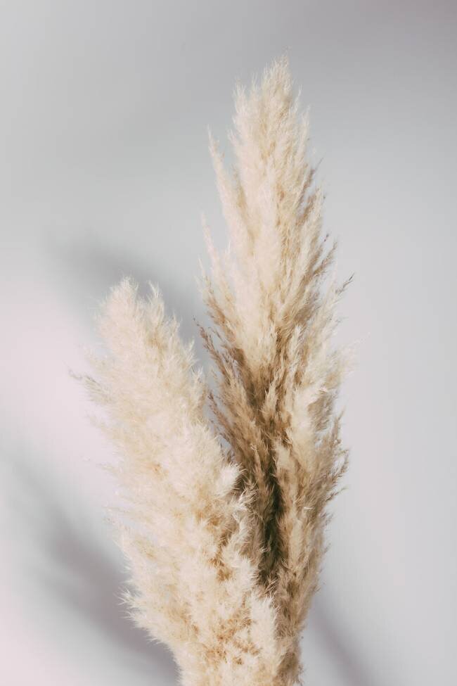 Pampas Grass Grey 1x Studio III
