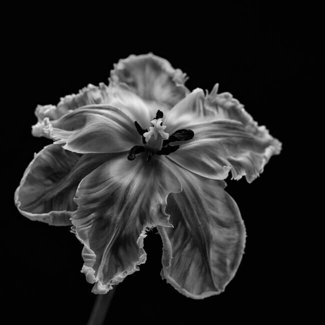 Parrot Tulip Lotte Grønkjær