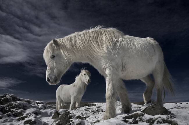 Partners Bragi Ingibergsson