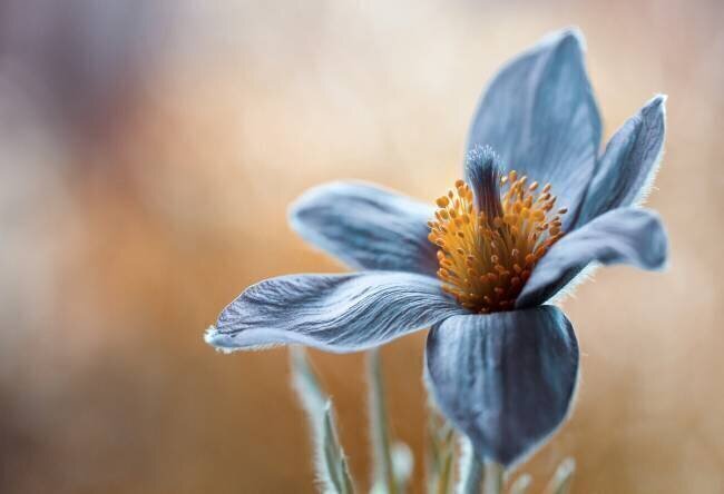 Pasque Mandy Disher