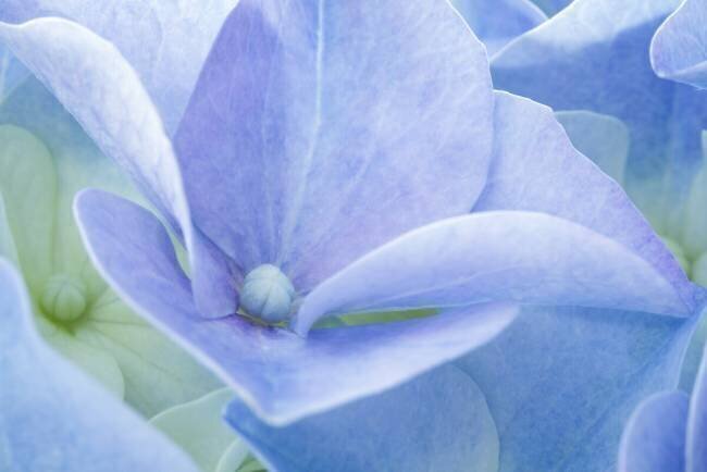 Pastel Corinna van der Ven