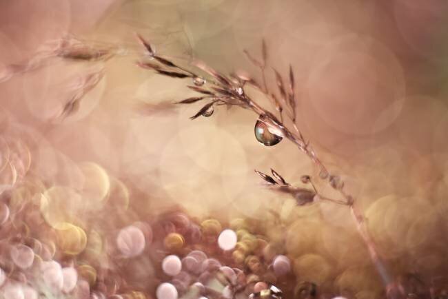 Pastel dream Heidi Westum