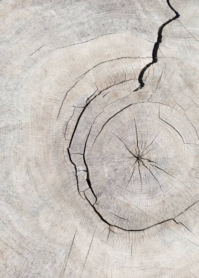 Pattern wood 2 1x Studio III