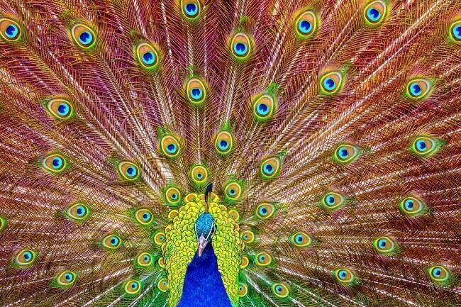 Peacock Michael
