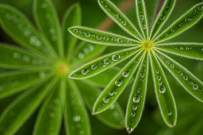 Pearly Lupine Joshua Raif