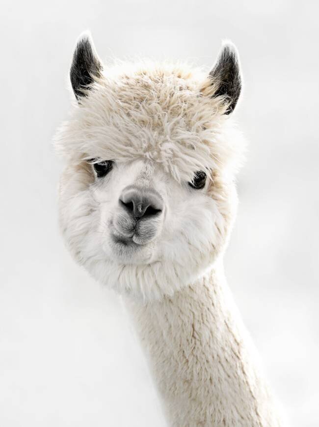 Peeky Alpaca Monika Strigel
