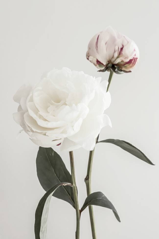 Peony 12 1x Studio III