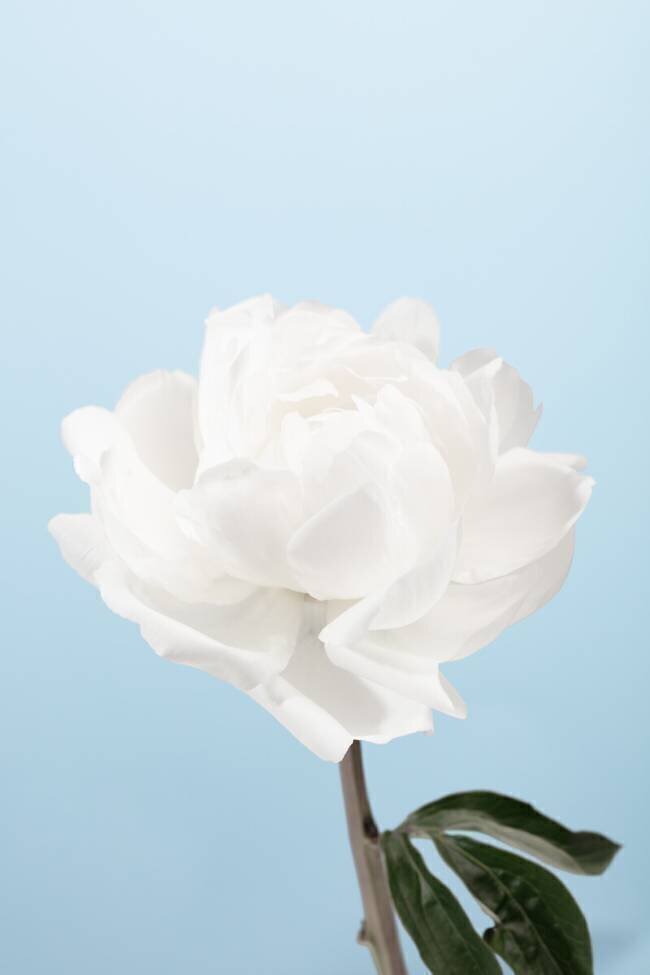 Peony 1 1x Studio III