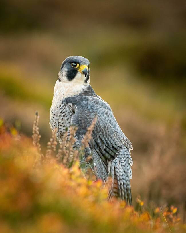 Peregrine in Heather FeargalQ