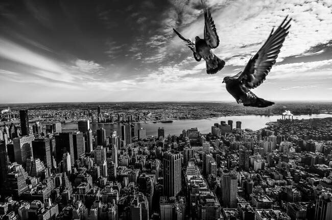 Pigeons on the Empire State Building SergioSousa