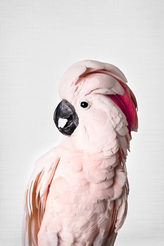 Pink Cockatoo Kathrin Pienaar