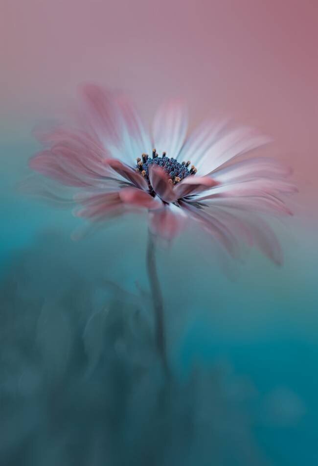 Pink Magic Lydia Jacobs