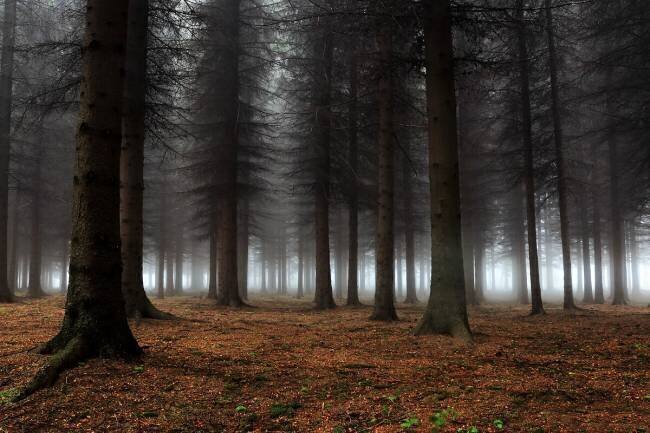 Place of silence Dragisa Petrovic