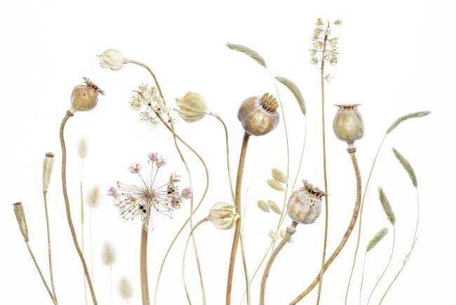 Pods Mandy Disher
