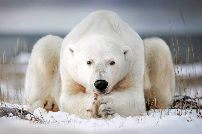 Polar bear pretending to pray, Churchill Bay, Canada Alberto Ghizzi Panizza