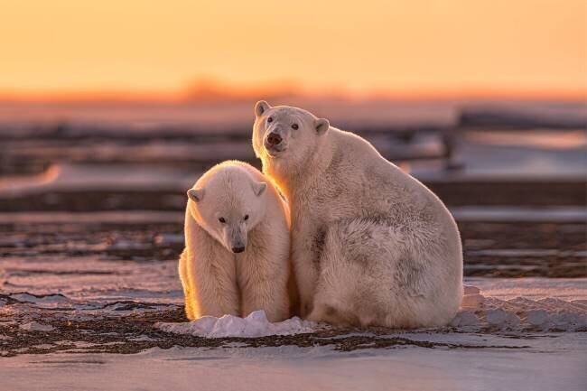 Polar bears at sunset Max Wang