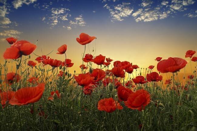 Poppies Albena Markova