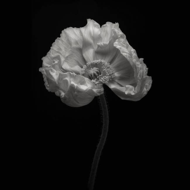 Poppy Lotte Gronkjar