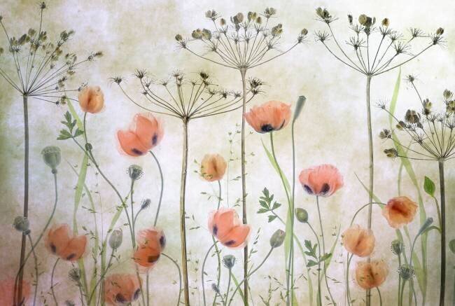 Poppy Meadow Mandy Disher