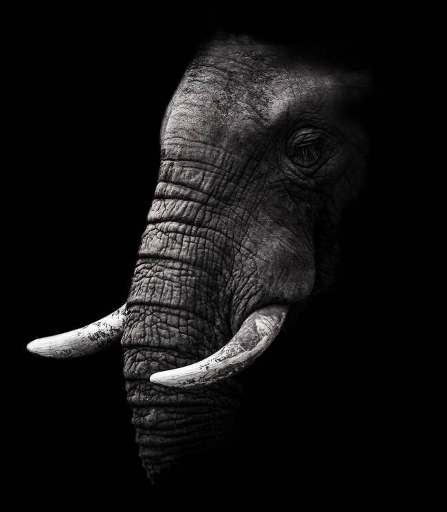 Portrait WildPhotoArt