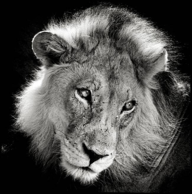 Portrait of a Lion in the Kalahari Desert Namibia Philippe-Alexandre Chevallier