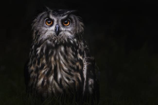 Prince of the Night Martine Benezech