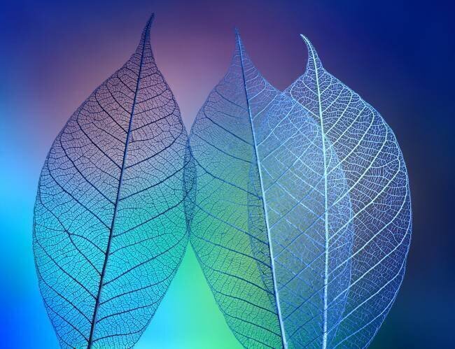 Prismatic leafs Shihya Kowatari 