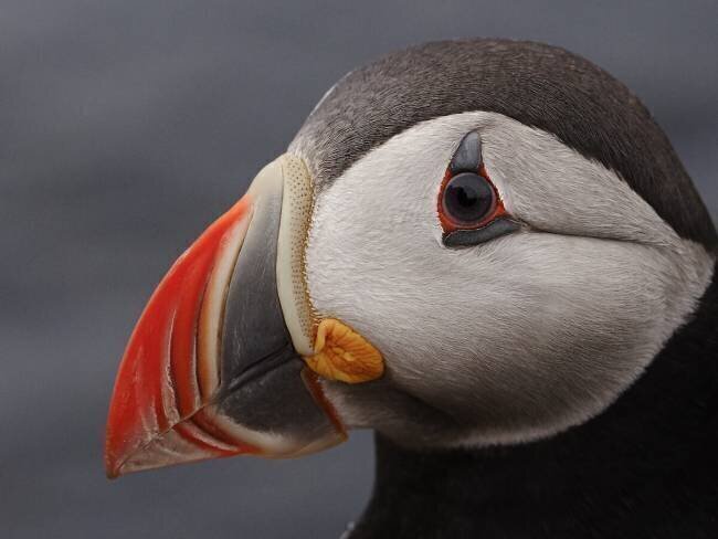 Puffin Rostovskiy Anton