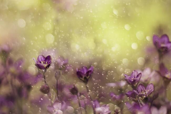Purple Dream Delphine Devos