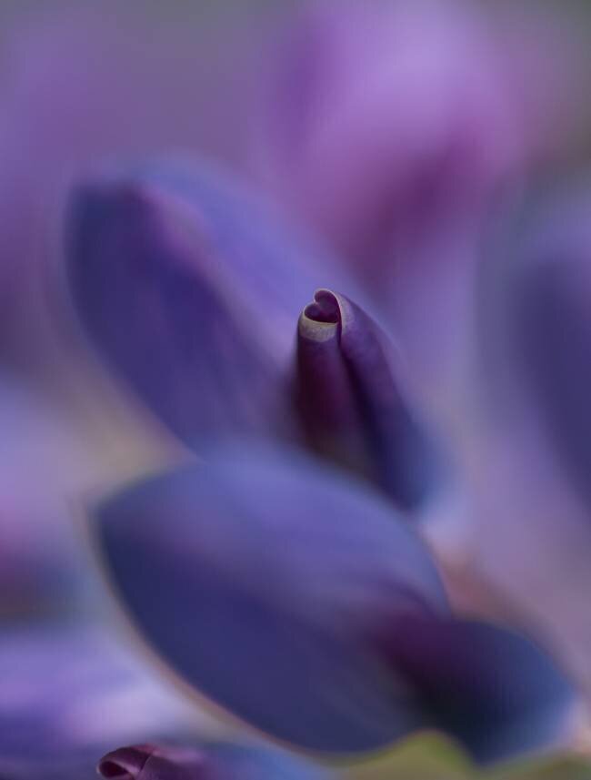 Purple Heart Bee Thalin