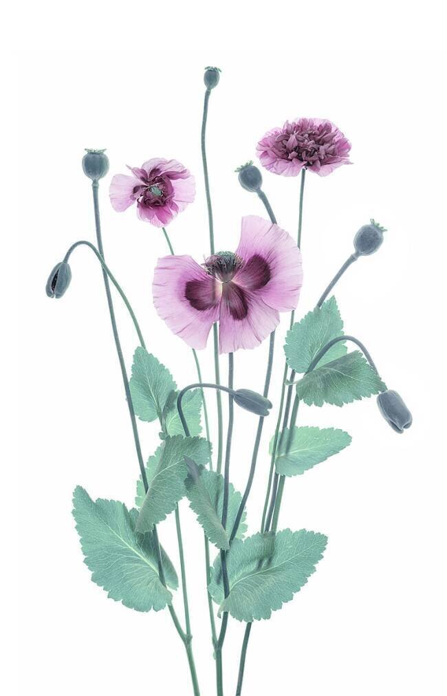 Purple Poppy Lydia Jacobs