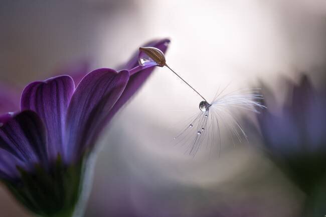 Purple rain Silvia Spedicato