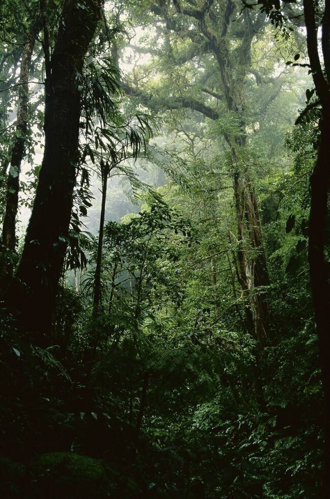 Rainforest, Monteverde, Costa Rica anonymous