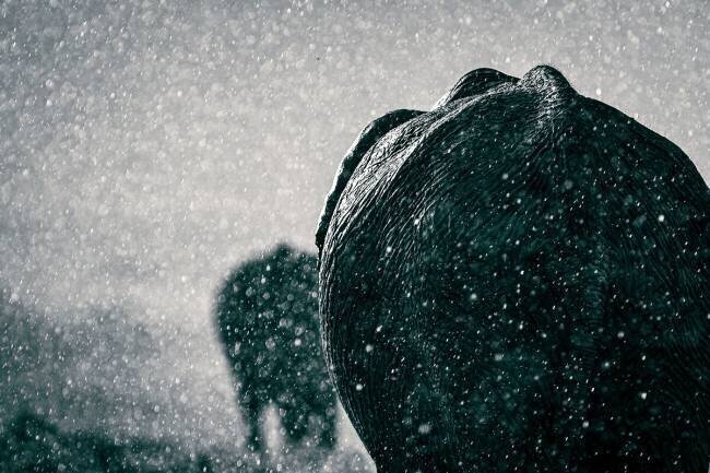Rainy season Mike Taylor