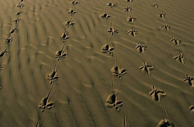 Rajasthan, Thar Desert Hans Silvester