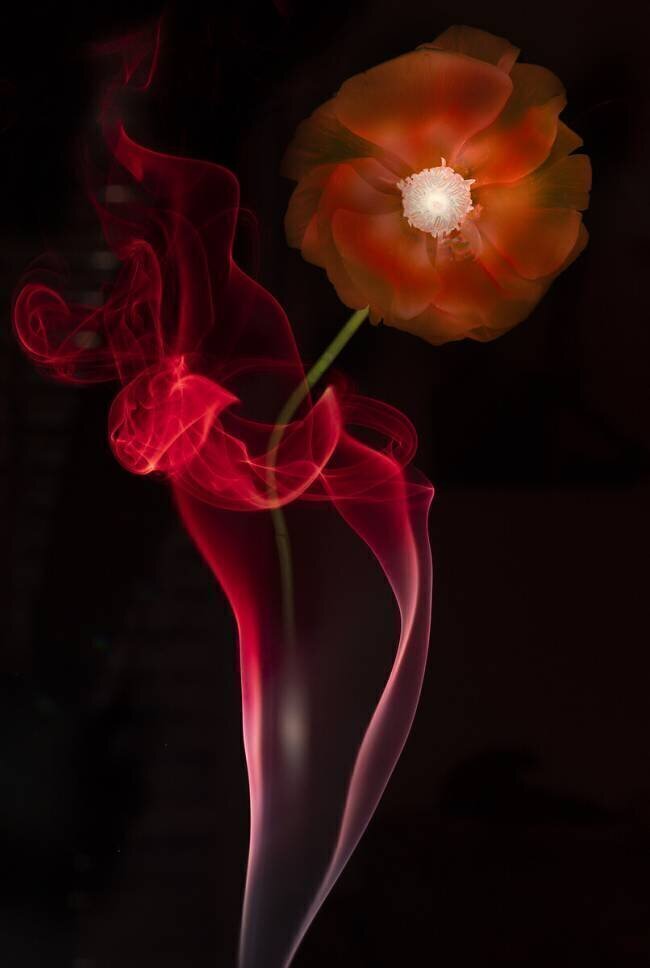Red Buttercup Azriel Yakubovitch