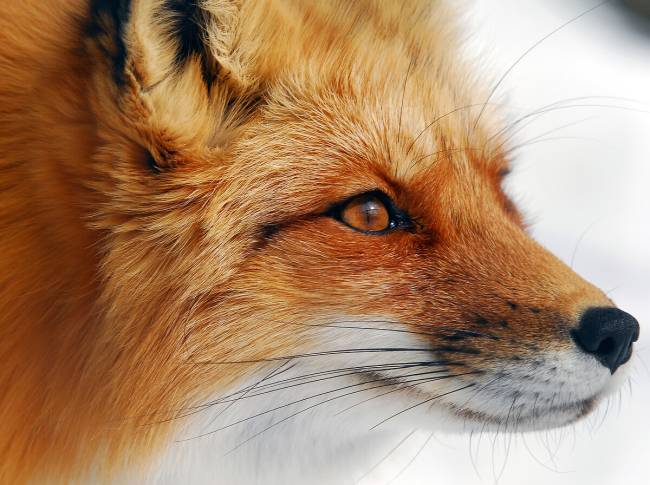 Red Fox Alain Turgeon