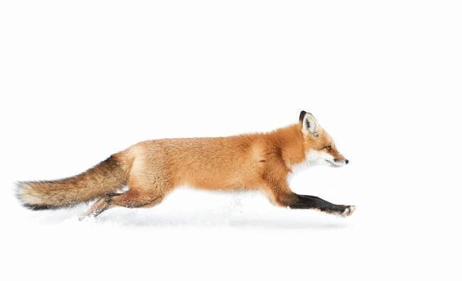 Red Fox on the run - Algonquin Park Jim Cumming