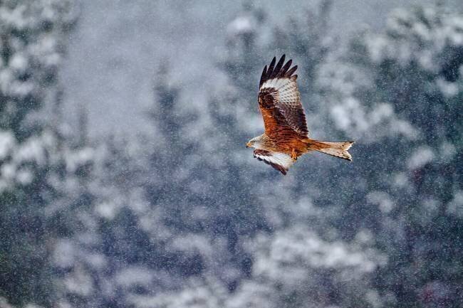 Red kite in the snow storm Joseba Zabala