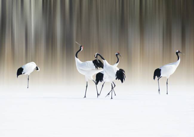 Red-crested white cranes Ikuo Iga