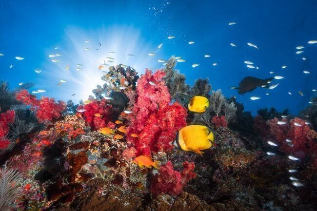 Reef life Gabriel Barathieu